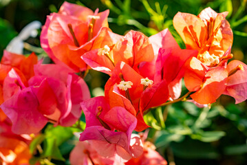 Obraz premium Bougainvillea spectabilis, also known as great bougainvillea, is a species of flowering plant. It is native to Brazil, Bolivia, Peru, and Argentina's Chubut Province. It is widely grown as an ornament