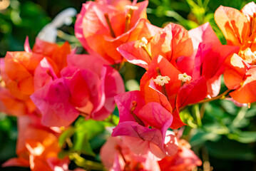 Bougainvillea spectabilis, also known as great bougainvillea, is a species of flowering plant. It is native to Brazil, Bolivia, Peru, and Argentina's Chubut Province. It is widely grown as an ornament