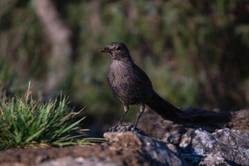 Close-up of a wild bird in its natural habitat, perched and blending with the surrounding environment