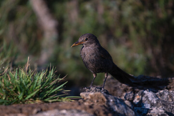 Close-up of a wild bird in its natural habitat, perched and blending with the surrounding environment
