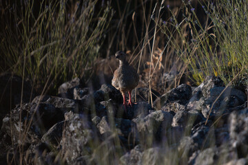 Close-up of a wild bird in its natural habitat, perched and blending with the surrounding environment