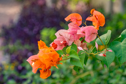 Bougainvillea spectabilis, also known as great bougainvillea, is a species of flowering plant. It is native to Brazil, Bolivia, Peru, and Argentina's Chubut Province. It is widely grown as an ornament