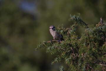 Close-up of a wild bird in its natural habitat, perched and blending with the surrounding environment
