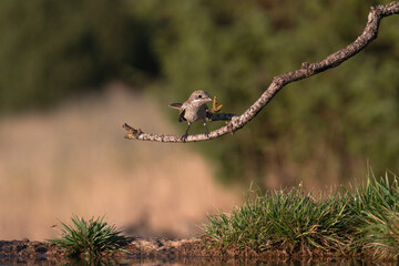 Close-up of a wild bird in its natural habitat, perched and blending with the surrounding environment