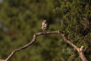 Close-up of a wild bird in its natural habitat, perched and blending with the surrounding environment