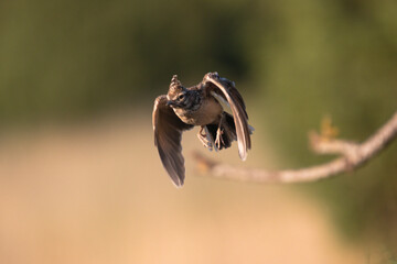 Obraz premium Close-up of a wild bird in its natural habitat, perched and blending with the surrounding environment