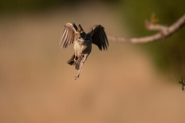 Close-up of a wild bird in its natural habitat, perched and blending with the surrounding environment