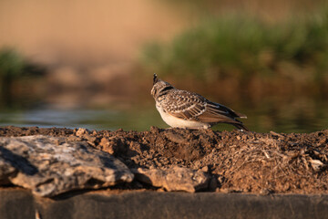Close-up of a wild bird in its natural habitat, perched and blending with the surrounding environment