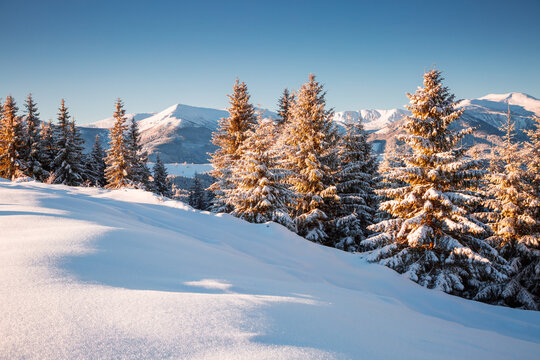 Tall evergreen trees covered in white hoarfrost on a frosty day. Carpathian mountains, Ukraine, Europe.