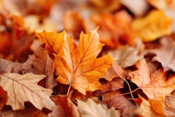 Autumn leaves in vibrant orange and brown