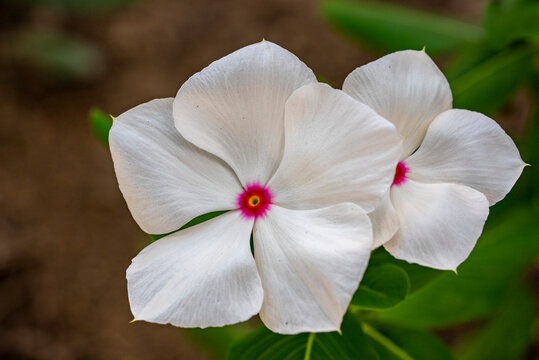 Catharanthus roseus, commonly known as bright eyes, Cape periwinkle, graveyard plant, Madagascar periwinkle, old maid, pink periwinkle, rose periwinkle, is a perennial species of flowering plant in th