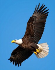 Naklejka premium Bald eagle in flight against a clear blue sky
