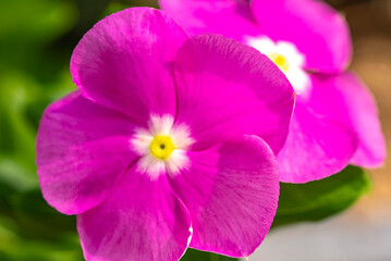 Catharanthus roseus, commonly known as bright eyes, Cape periwinkle, graveyard plant, Madagascar periwinkle, old maid, pink periwinkle, rose periwinkle, is a perennial species of flowering plant in th
