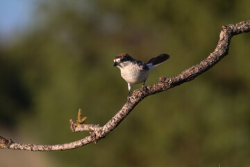 Close-up of a wild bird in its natural habitat, perched and blending with the surrounding environment
