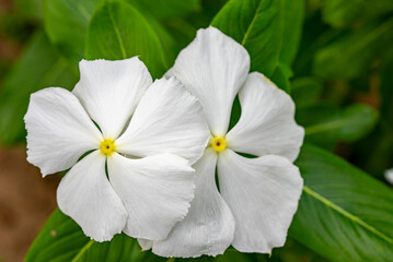Catharanthus roseus, commonly known as bright eyes, Cape periwinkle, graveyard plant, Madagascar periwinkle, old maid, pink periwinkle, rose periwinkle, is a perennial species of flowering plant in th