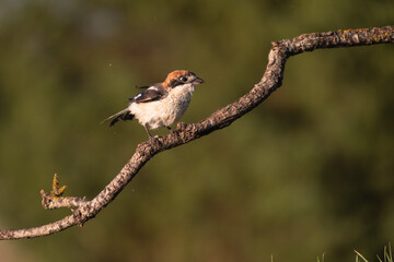 Close-up of a wild bird in its natural habitat, perched and blending with the surrounding environment