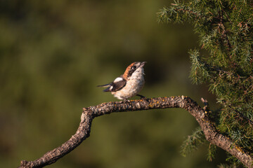 Close-up of a wild bird in its natural habitat, perched and blending with the surrounding environment
