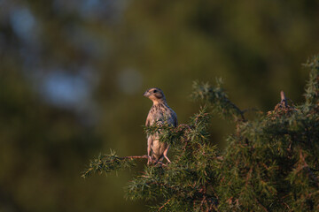 Close-up of a wild bird in its natural habitat, perched and blending with the surrounding environment