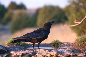 Close-up of a wild bird in its natural habitat, perched and blending with the surrounding environment