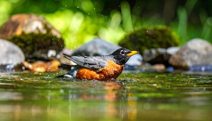 Bird bathing in shallow stream