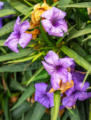 Ruellia tuberosa, also known as minnieroot, fever root, snapdragon root and sheep potato, is a species of flowering plant in the family Acanthaceae. Its native range is in Central America but it has