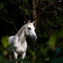Obraz premium White horse in forest
