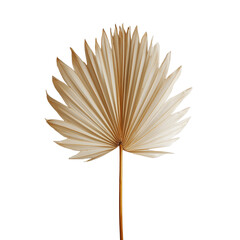 Dried palm leaf fan with delicate texture and natural beige color isolated on transparent background