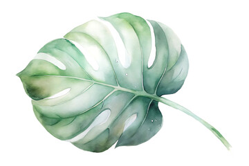 Watercolor painting of a monstera leaf isolated on transparent background, rendered in soft, muted tones, evoking a sense of tranquility and natural beauty