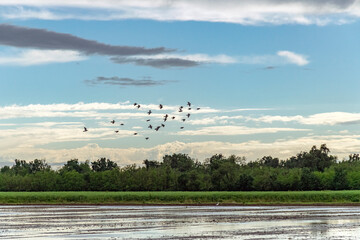 Panorama di risaie della pianura novarese con volo di uccelli