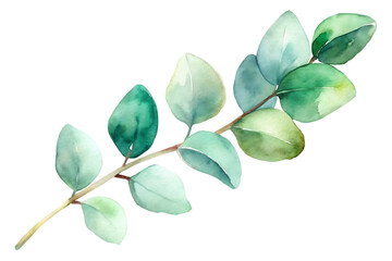 Watercolor eucalyptus branch isolated on transparent background, featuring soft, muted green leaves and a delicate stem, ideal for serene and calming designs