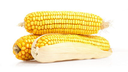 dry corn othe cob isolated