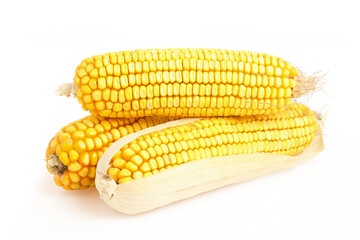 dry corn othe cob isolated