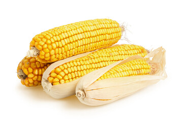 dry corn othe cob isolated