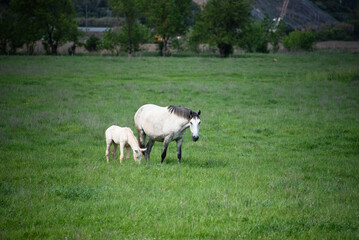 Close-up of a horse and foal grazing in a field