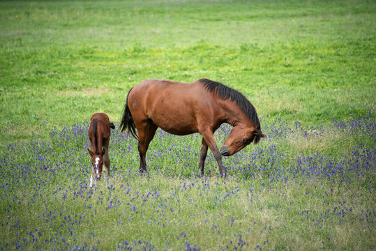 Close-up of a horse and foal grazing in a field