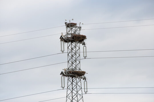 High-voltage power tower with stork nests in its structure - Powered by Adobe