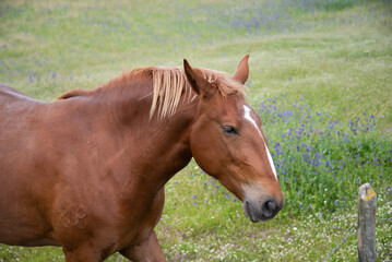 Obraz premium Close-up of a horse grazing in a field
