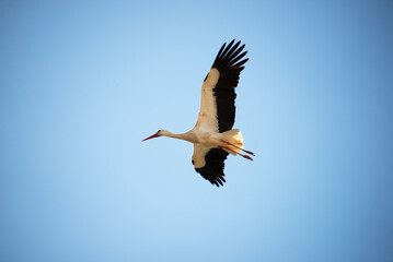 Stork flying in the blue sky
