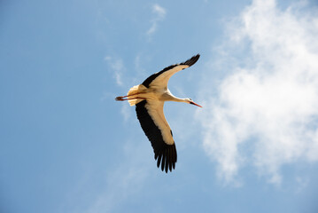 Stork flying in the blue sky