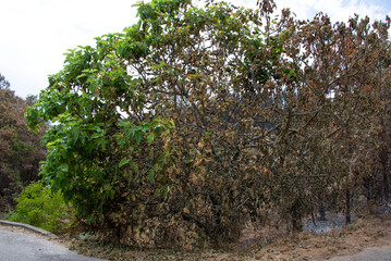 Landscape after the massive forest fires in Portugal