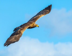 Bird of prey in flight against a clear sky