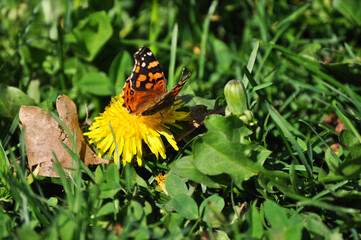 Beautiful butterfly pollinating dandelion flower