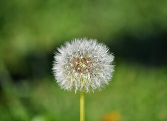 Wild dandelion seeds
