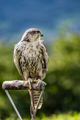 Falco cherrug is a large falcon species. Close-up