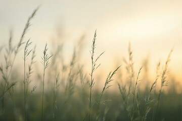 Obraz premium Close-up of tall wild grass blades in soft focus against a blurred golden sunset background, emphasizing natural tranquility and peaceful outdoor atmosphere. Ai generative