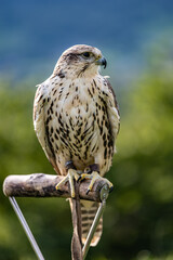 Falco cherrug is a large falcon species. Close-up