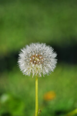 Wild dandelion seeds - vertical image
