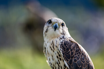 Falco cherrug is a large falcon species. Close-up