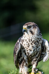 Falco cherrug is a large falcon species. Close-up