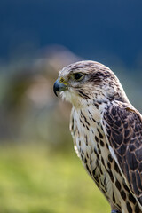Falco cherrug is a large falcon species. Close-up